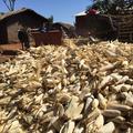 Pile of corn cobs in Malawi