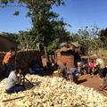 Filming responses by a pile of corn cobs in Malawi