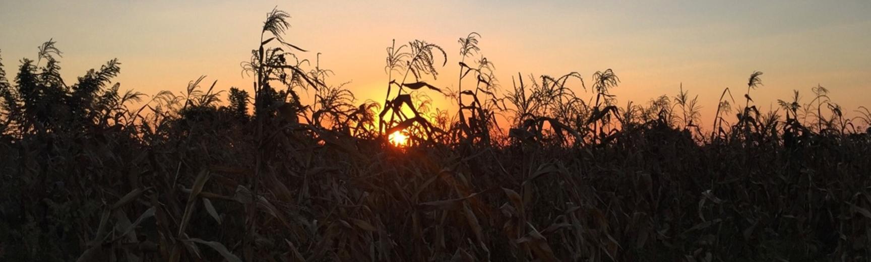 Corn field at dusk in Malawi
