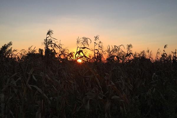 Corn field at dusk in Malawi